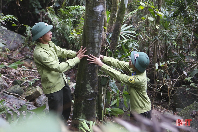 For Hong Linh forest to stay green forever...