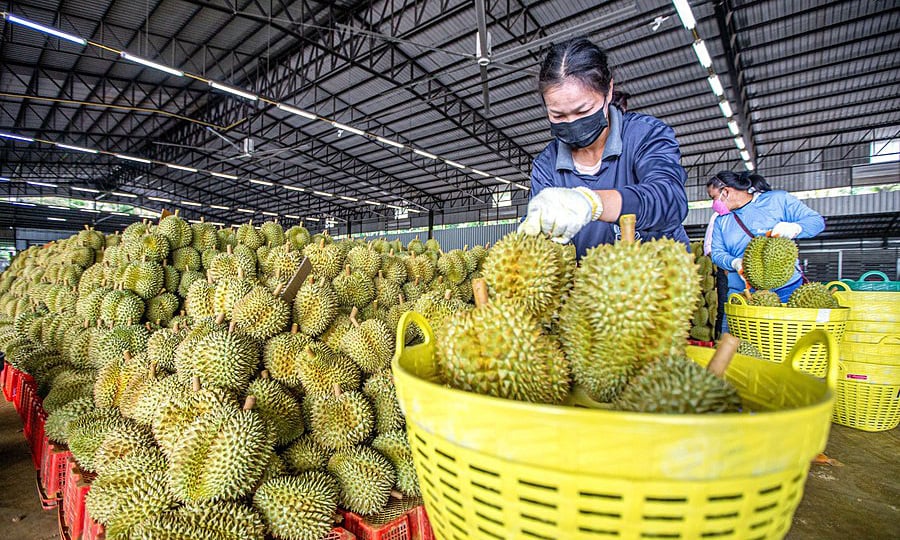 Dank Hochgeschwindigkeitszügen strömen thailändische Duriansorten nach China