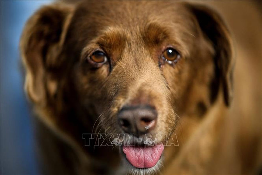 Ältester Hund der Welt feiert 31. Geburtstag