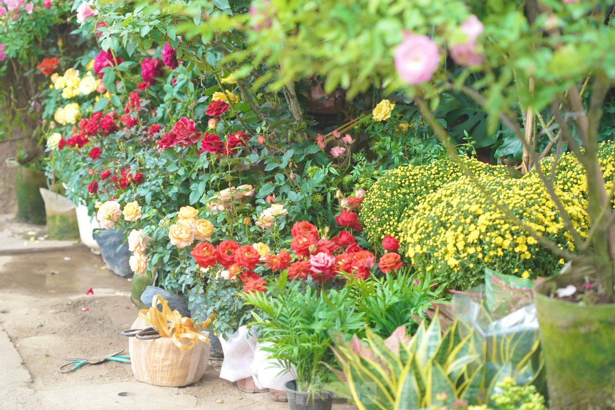 Phố cây cảnh lớn nhất Hà Nội ‘diện áo mới’ đón Tết ảnh 1