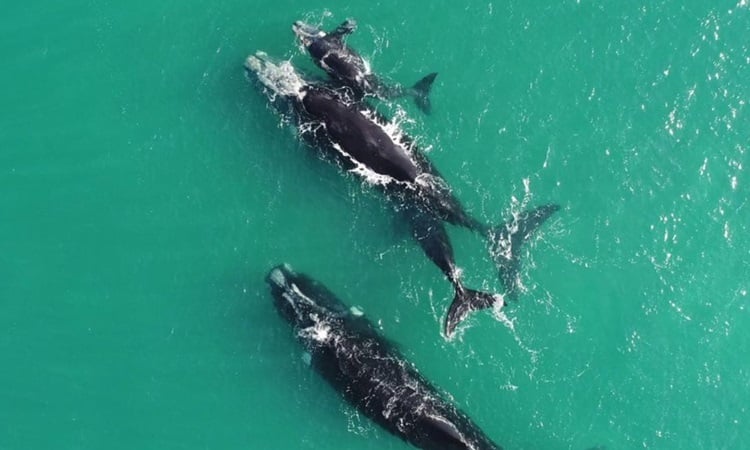 Baby whale steals milk from other female whales