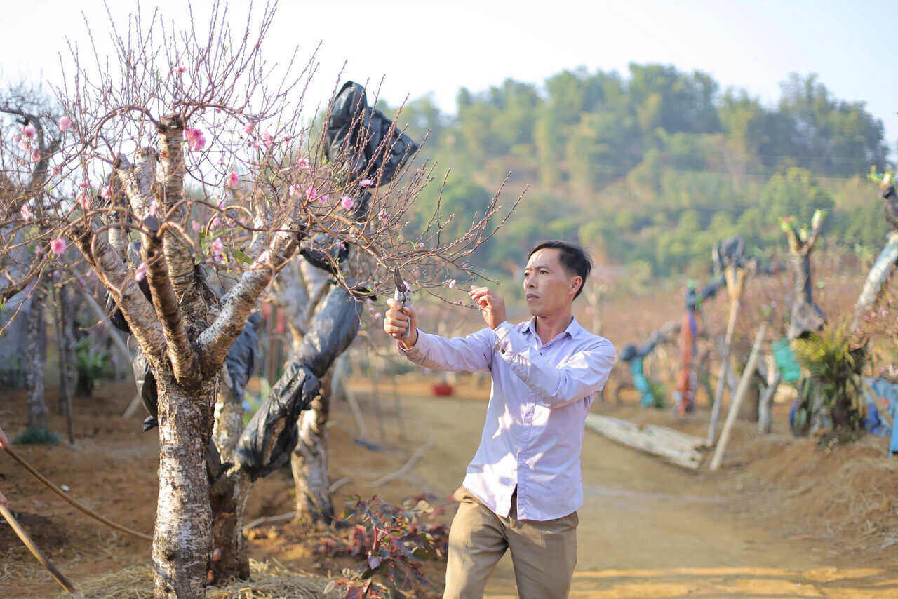 Những gốc đào cổ thụ được người trồng chăm sóc cẩn thận. Ảnh: Đặng Tình