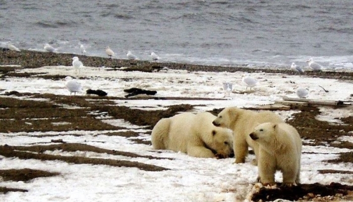 US cancels oil and gas contract in Alaska to protect wildlife