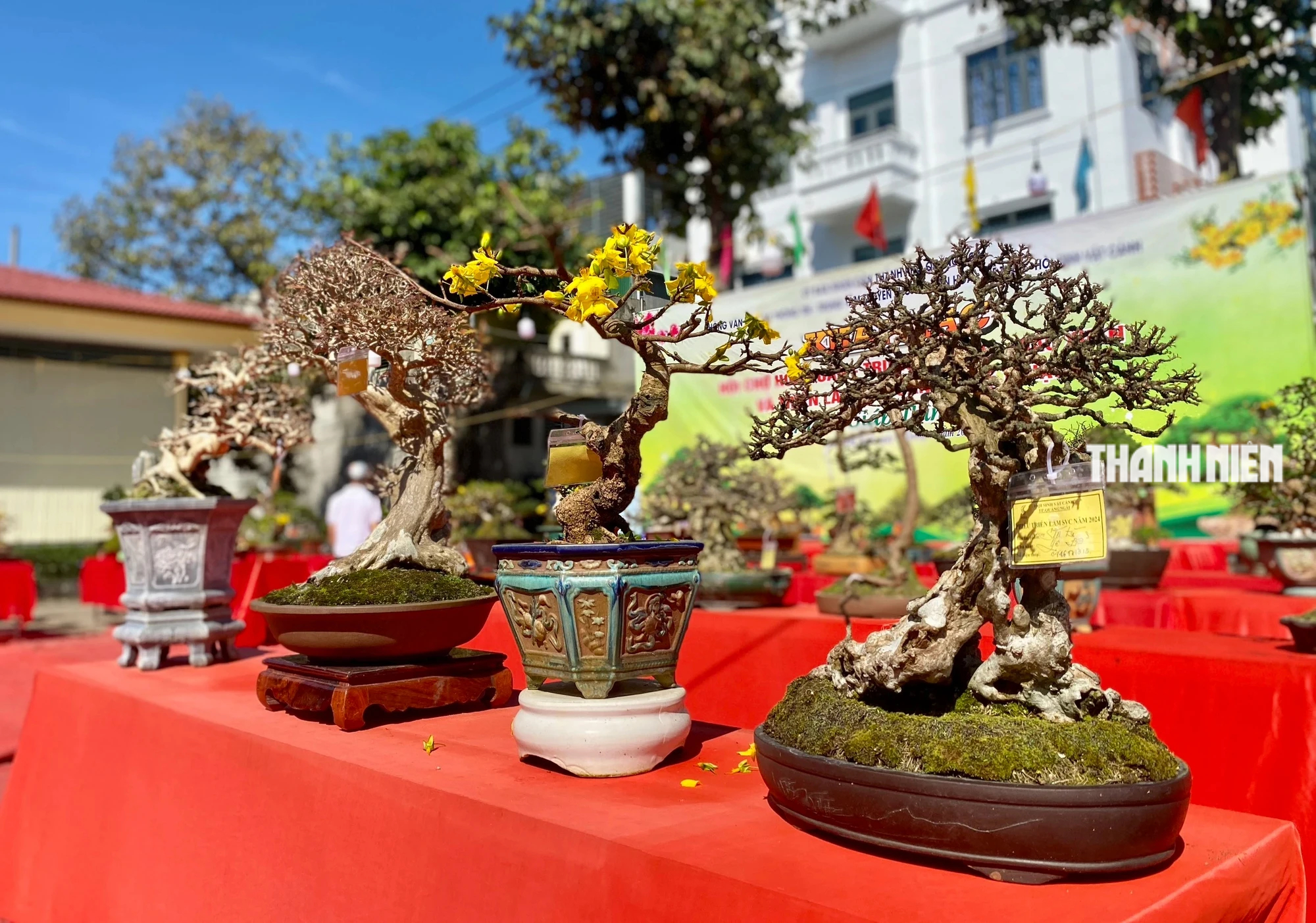 Gần 200 tác phẩm bon sai đạt chuẩn 'cổ, kỳ, mỹ' được trưng bày tại TP.Quảng Ngãi- Ảnh 9.