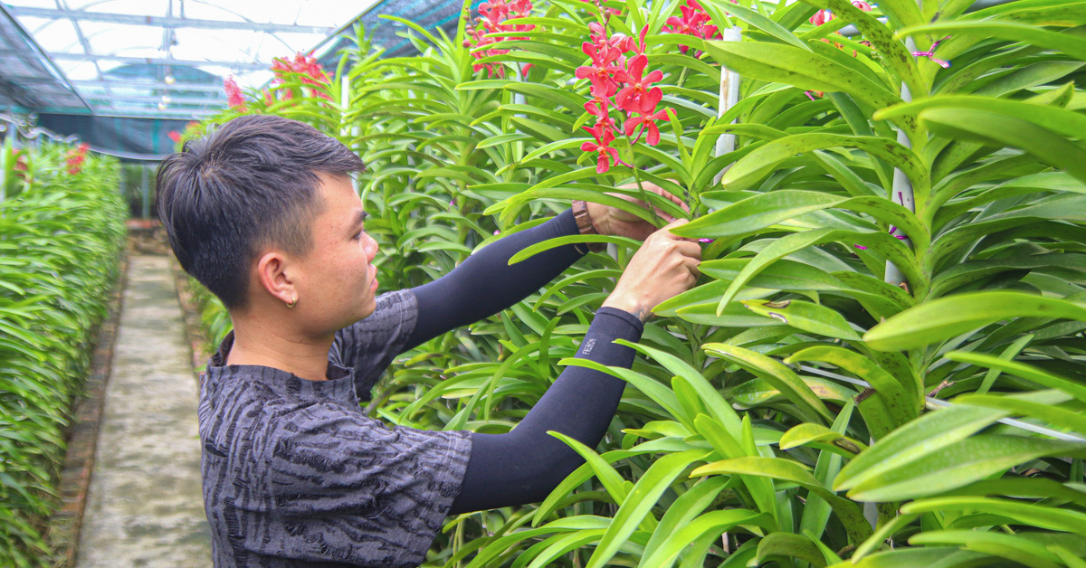 Abundantes fuentes de orquídeas Tet, los jardineros de Da Nang solo esperan que los clientes vengan a comprar