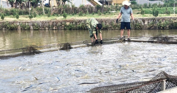 Nuôi loại “cá tàu ngầm” trong ao ở Lâm Đồng, thấy nổi lên toàn con to bự thế này đây