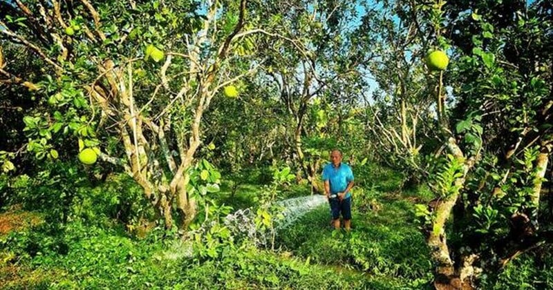 หลังจากส้มแล้ว ก็ถึงคราวของเกรปฟรุต Nam Roi ในเมือง Vinh Long ที่จะลดราคาลง