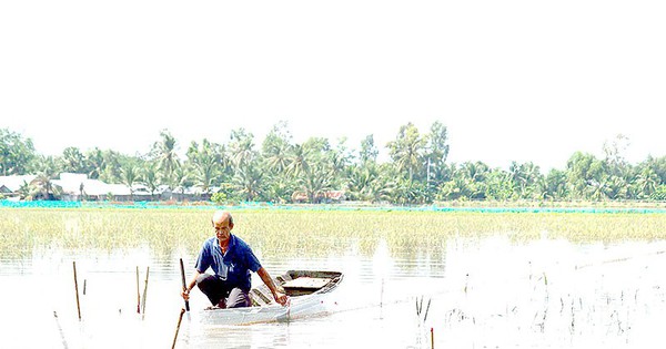 Flooded fields, how do Soc Trang people raise fish in rice fields that as soon as they catch them, they sell out?