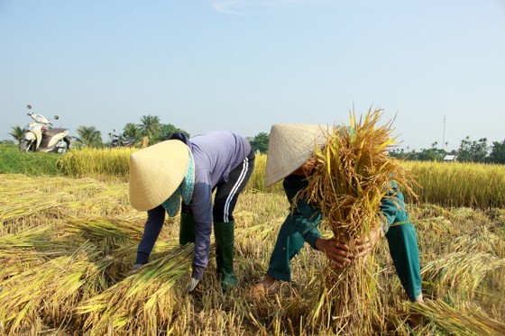 Lễ hội Ngày mùa trên quê hương cố Thủ tướng Phạm Văn Đồng ảnh 7