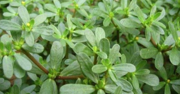 Wild summer vegetables, purslane, a "farmer vegetable" that grows wild and flourishes, a dish for the poor that tastes as good as ginseng.