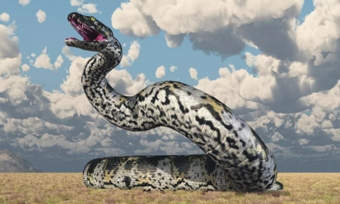 Titanoboa có thể lớn ngang khủng long bạo chúa T-Rex. Ảnh: MR1805