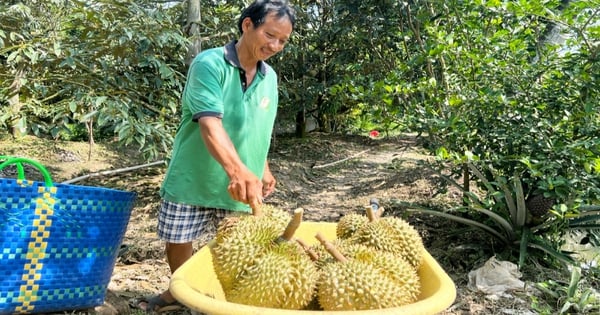 Malaysia xuất khẩu sầu riêng tươi sang Trung Quốc, vị thế của sầu riêng Việt Nam có bị ảnh hưởng?