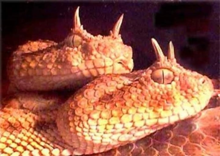 Strange pictures of the snake with the biggest eyes in the world - 3