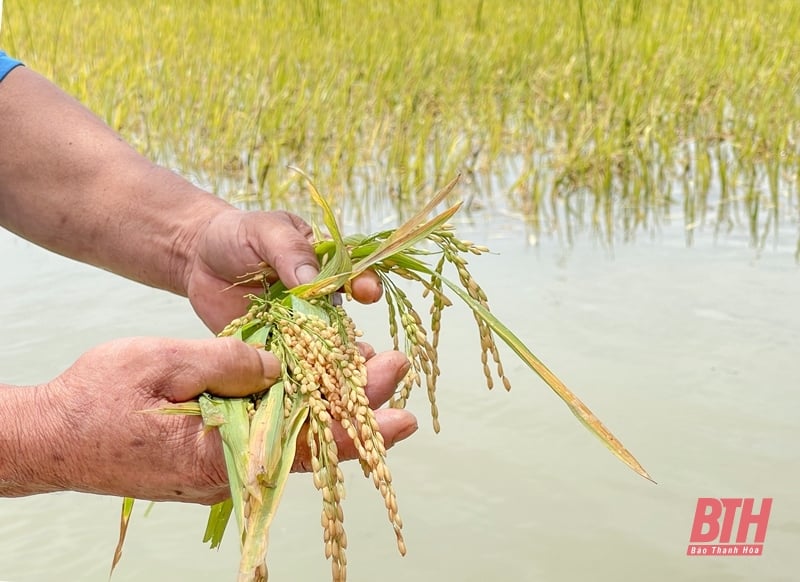 Des dizaines d'hectares de rizières de printemps risquent d'être perdus à cause de profondes inondations