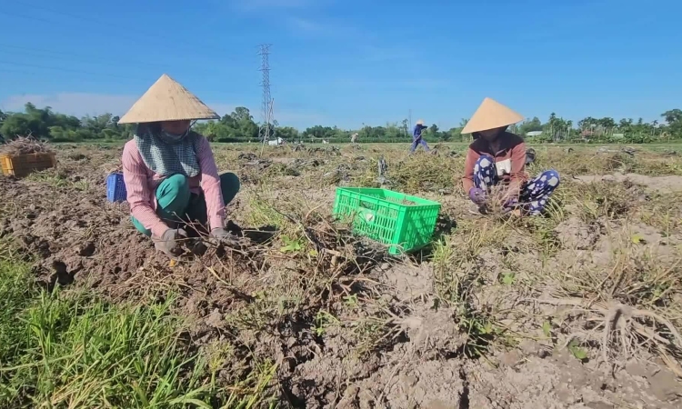 Los agricultores de Quang Nam cultivan ginseng por primera vez