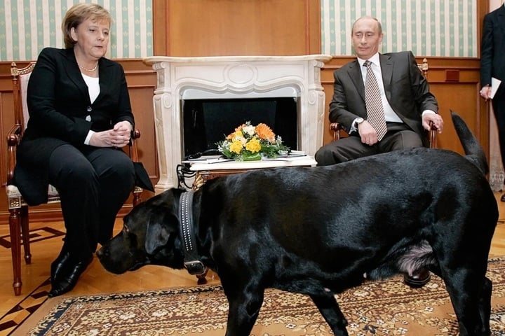 Hund Koni läuft während eines Treffens zwischen dem russischen Präsidenten Putin und der ehemaligen deutschen Bundeskanzlerin Merkel im Jahr 2007 herum. (Foto: Getty Images)