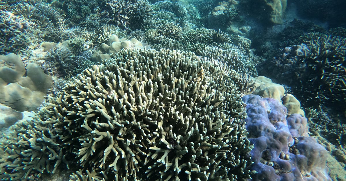 Many shortcomings when piloting scuba diving in Nha Trang Bay