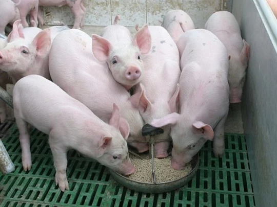 Prix ​​du porc au 19 octobre 2024 : Légère baisse dans certaines localités