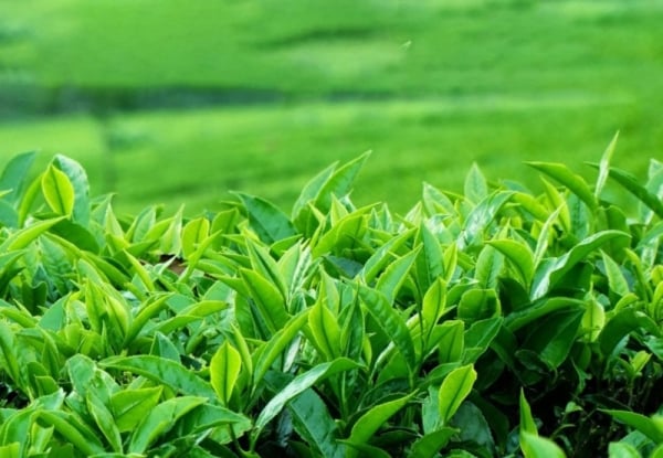 What is the reason for the sharp decline in tea exports in the first 8 months of 2023?