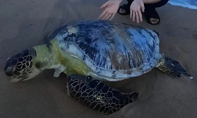 La tortuga quedó a la deriva en el mar de la ciudad de Tuy Hoa. Foto: Minh Tinh