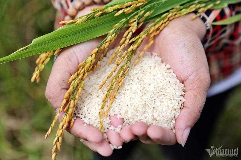 ¿Dónde está la marca de arroz vietnamita en el mapa mundial?