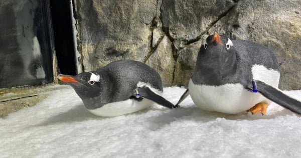 The heartbreaking ending to the love story of a gay penguin couple that went viral