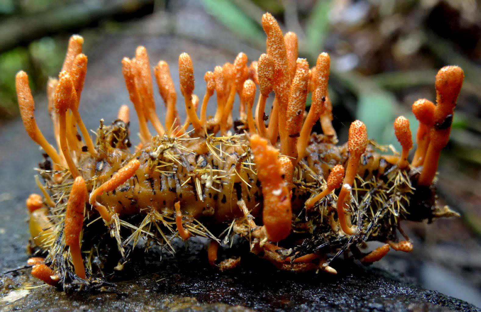 Rendez-vous chez Thai Nguyen pour voir de vos propres yeux comment fabriquer du Cordyceps