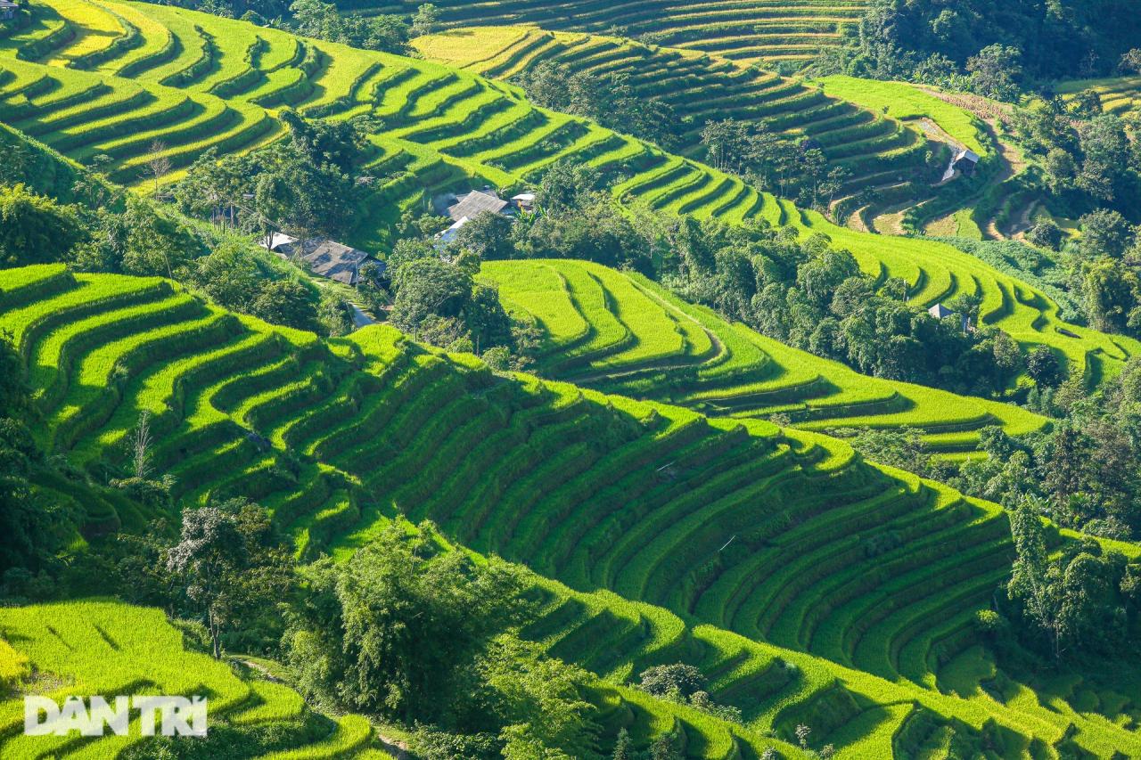 Ngắm mùa vàng bình yên ở Hoàng Su Phì, không lo tắc đường, chen chúc - 3