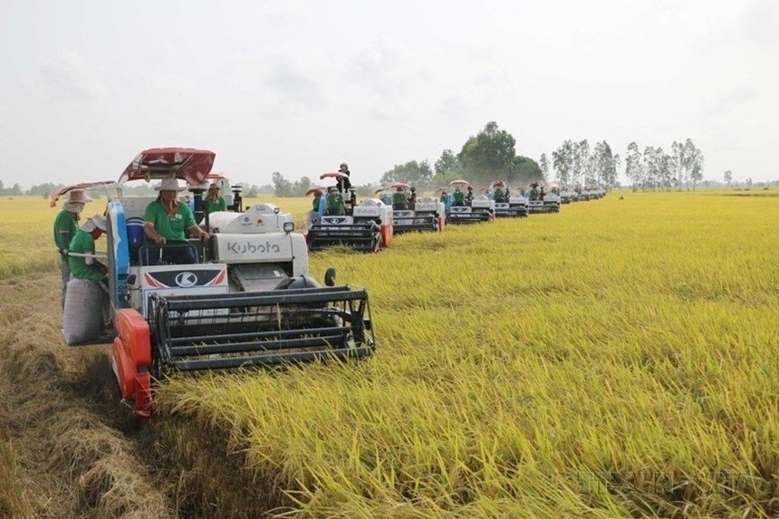 Le prix du riz a augmenté de 150 à 200 VND/kg, les exportations de riz ont diminué