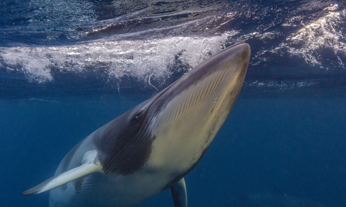 Un petit rorqual adulte au large des côtes australiennes. Photo : Bibliothèque de photos Robert Harding