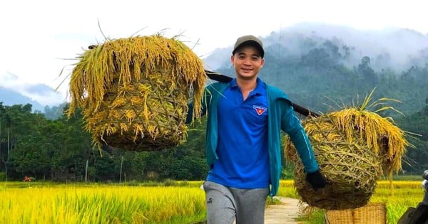 Winter-spring rice is ripening golden yellow in the fields of Nghe An, people are excited because this year the rice crop is good.