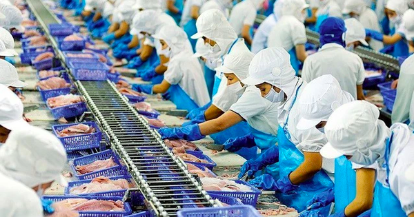 Positive Pangasius-Exporte, Vinh Hoan-Aktien dürften um 16 % steigen