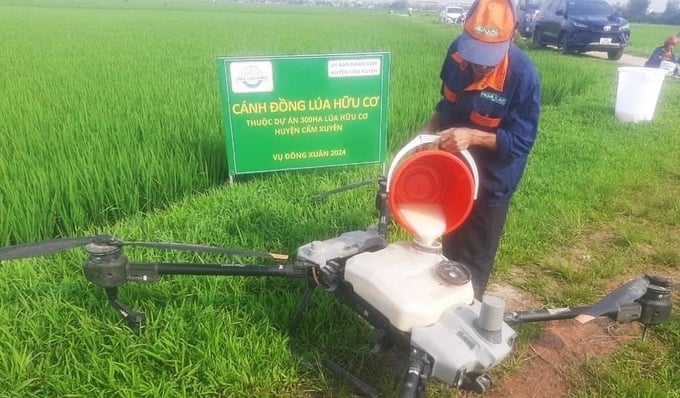 โดรนถูกนำมาใช้เพื่อพ่นส่วนผสมสารละลายธาตุอาหารสำหรับข้าวอินทรีย์ ภาพโดย : เหงียน ฮว่าน