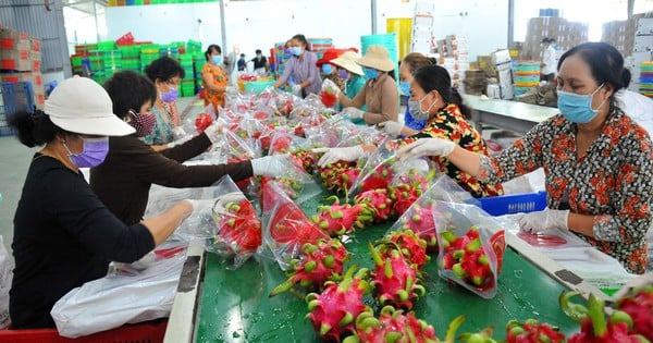 果物と野菜の輸出が劇的に増加