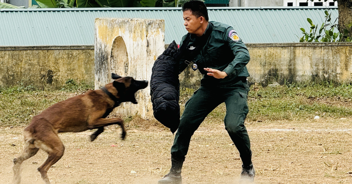 Cảnh sát Campuchia khoe kỹ năng điều khiển chó nghiệp vụ học ở Việt Nam