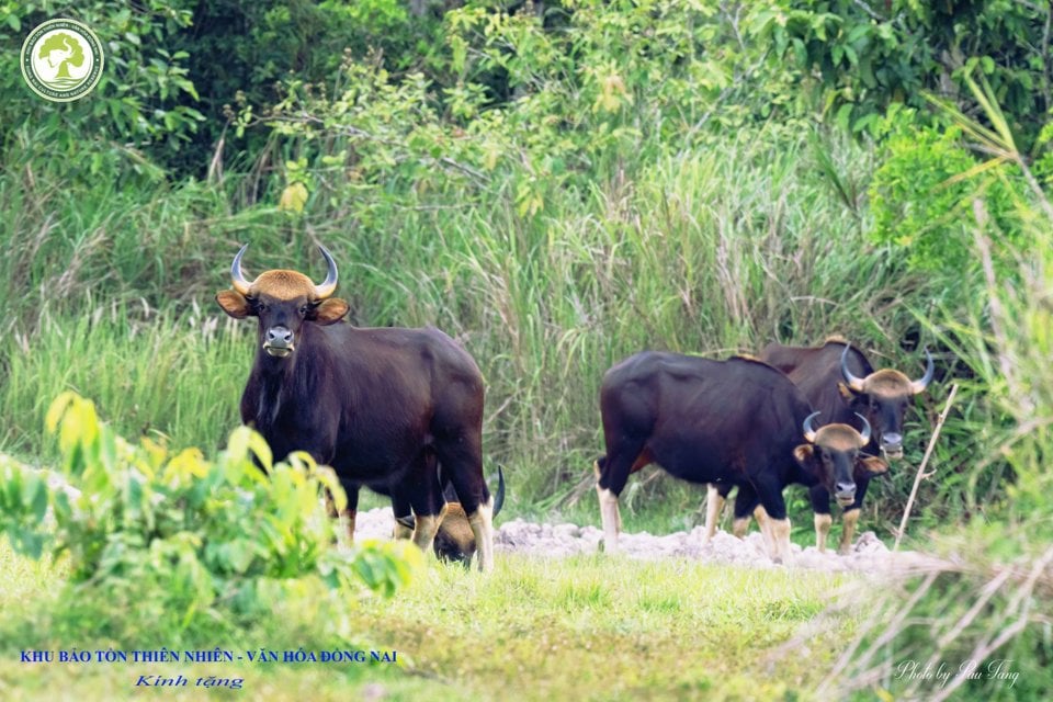 Wild nature at Dong Nai Cultural and Natural Reserve.