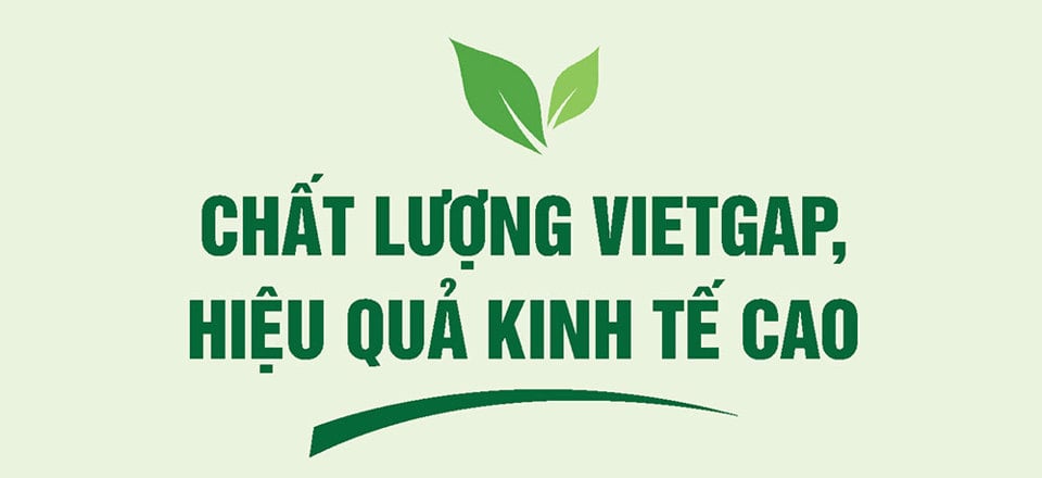 Brokoli Cina yang manis dan renyah dari Tan Lien - Foto 2