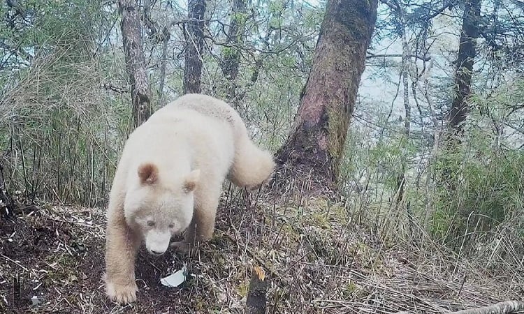 The world's only albino panda