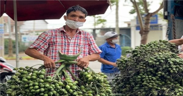 Cau tăng giá kỷ lục, đồng bào ở Quảng Ngãi thêm thu nhập