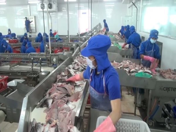 Las exportaciones de pescado panga encuentran una manera de superar las dificultades