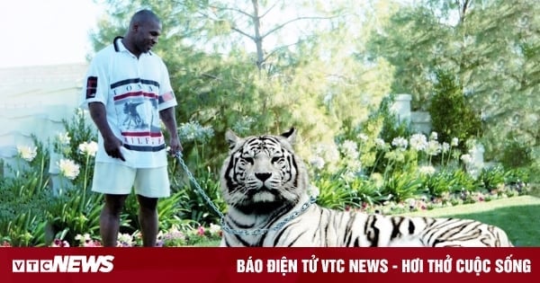 Avec près de 500 millions de dollars de revenus, Mike Tyson « brûle de l'argent » en élevant des tigres et en menant une vie de luxe jusqu'à la faillite