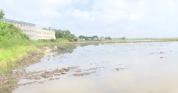 Water has flooded the fields in a commune of Dong Thap, on the flood discharge area, how are people raising and storing fish?