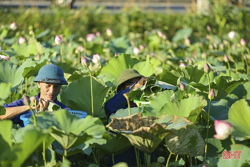 Admire the medicinal lotus pond of Ha Tinh Oriental Medicine Factory