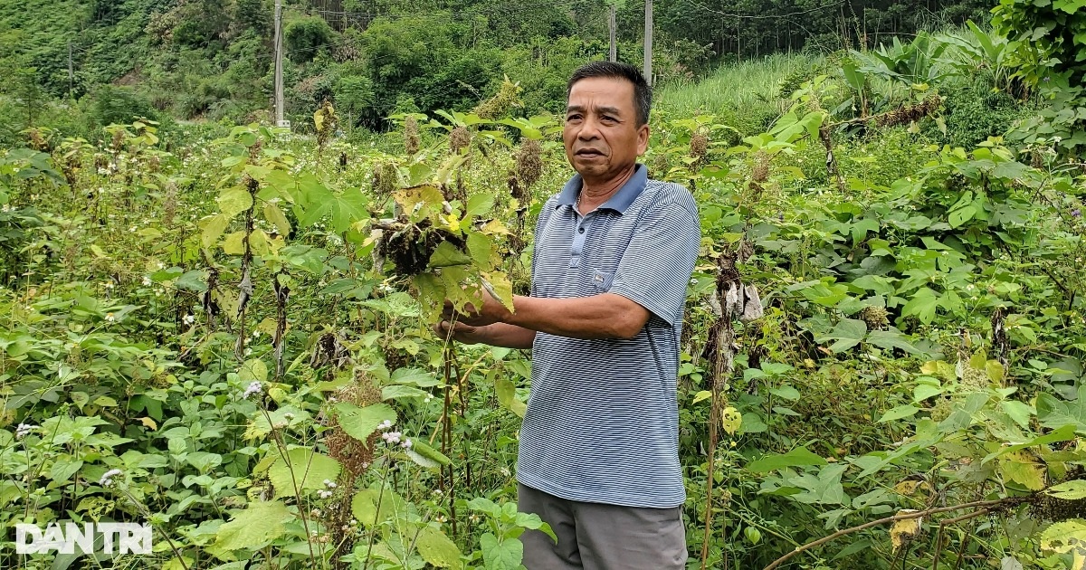 Vụ 200ha "cây làm giàu" bị chặt bỏ: Một doanh nghiệp đầu tư gần 1.000 tỷ