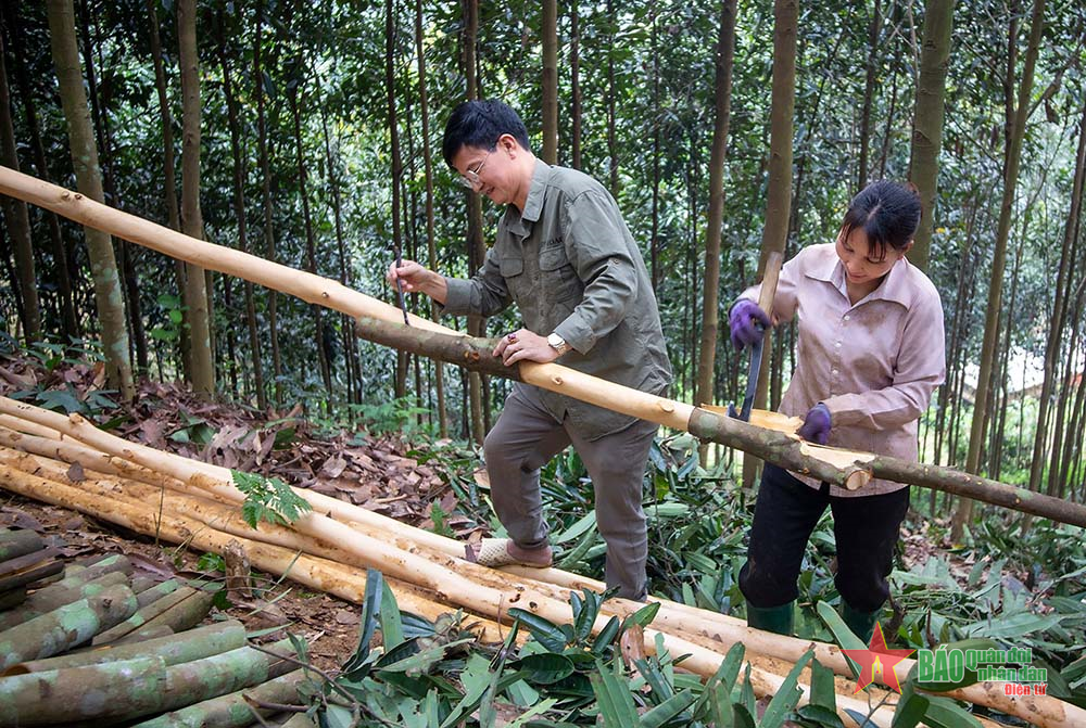 “Green gold” helps people in Yen Lap escape poverty