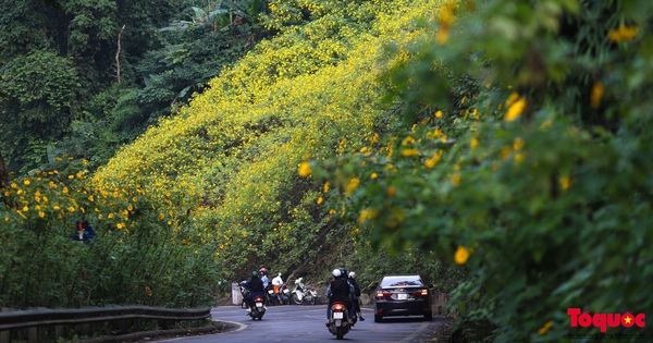 Junge Menschen sind fasziniert vom Einchecken im wilden Sonnenblumen-„Paradies“ in den Vororten von Hanoi