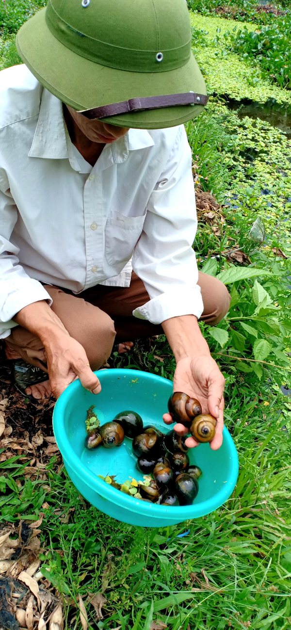 Nông dân thôn Vãng nuôi Ốc nhồi thương phẩm.