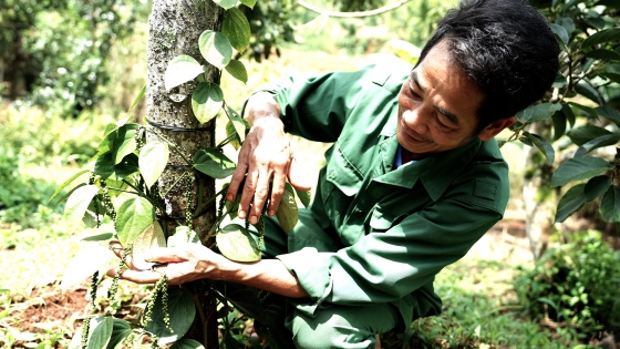 สวนพริกอินทรีย์หลายปี ราคาขายสูงกว่าราคาตลาด 25%