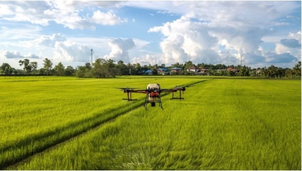 Los precios del arroz aumentan y disminuyen en direcciones opuestas; El precio del arroz bajó 100 VND/kg