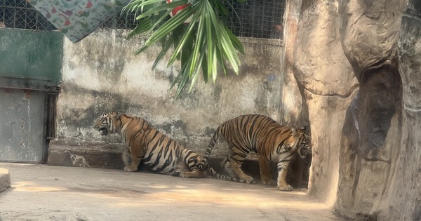 Touristen genießen die erste Geburtstagsparty zweier Tigerjungen namens Binh und Duong.